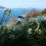 Ogijima Daffodils 7