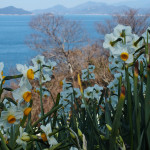 Ogijima Daffodils 8