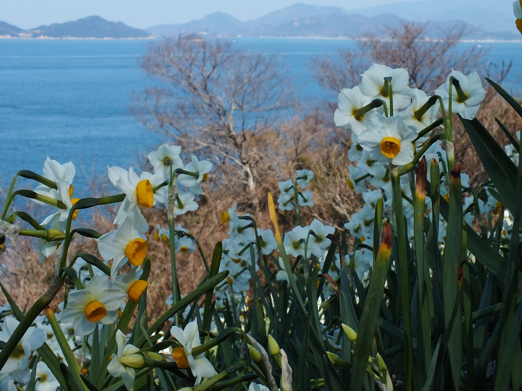Ogijima Daffodils 8