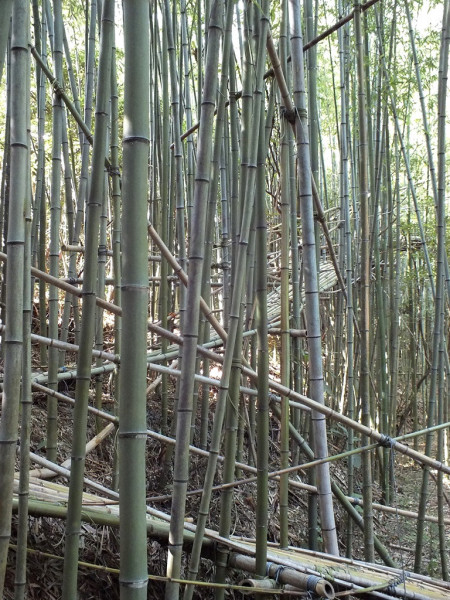 Big Bambu - Teshima - 07