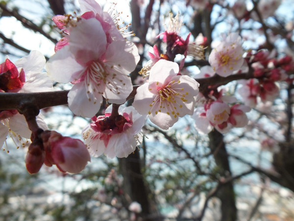 Plum blossom - Ogijima
