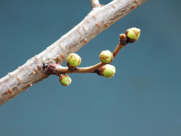 Sakura bud - Ogijima