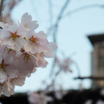 Gion 4 cherry blossoms