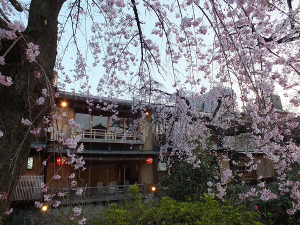 Gion - 7 - shirakawa minami-dori cherry blossoms