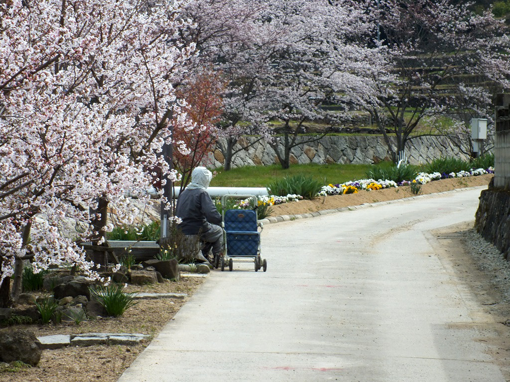 resting under the cherry blossoms