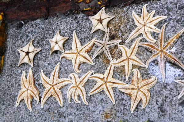 Starfish - Ibukijima