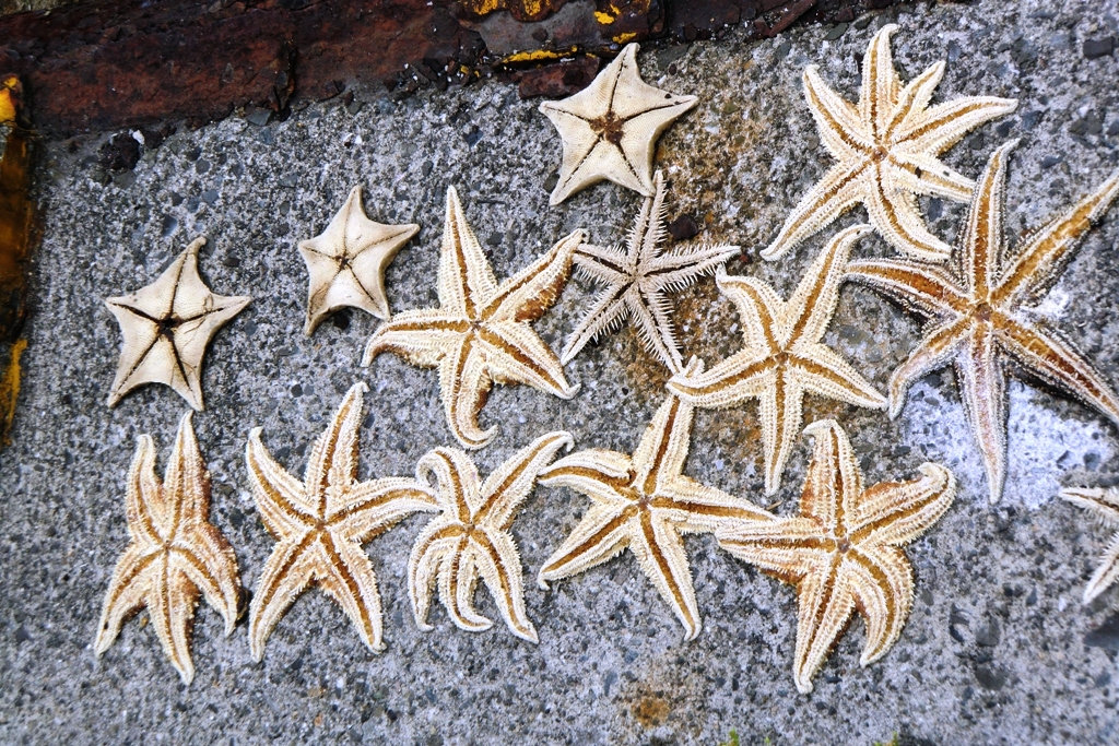 Starfish Ibukijima
