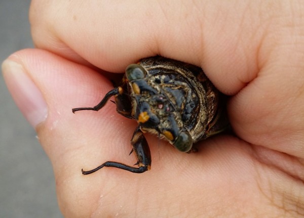 Japanese Cicada