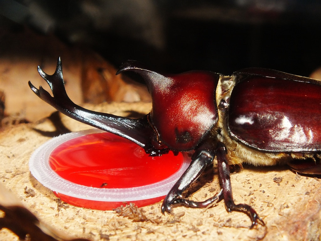 Japanese Rhinoceros Beetle 2