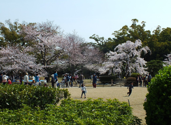 Cherry Blossoms in Ritsurin Garden - 2015 - 1