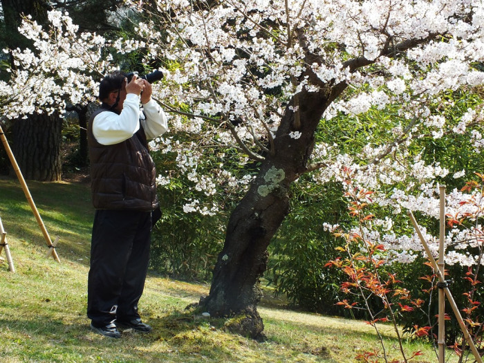 Cherry Blossoms in Ritsurin Garden - 2015 - 10