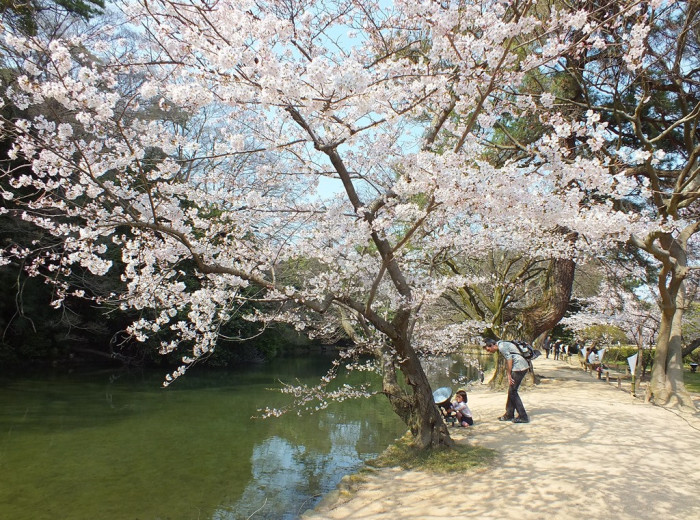 Cherry Blossoms in Ritsurin Garden - 2015 - 11