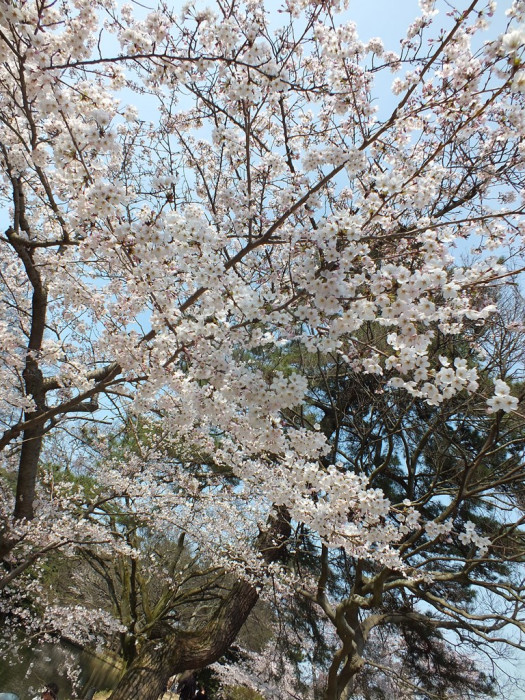 Cherry Blossoms in Ritsurin Garden - 2015 - 12
