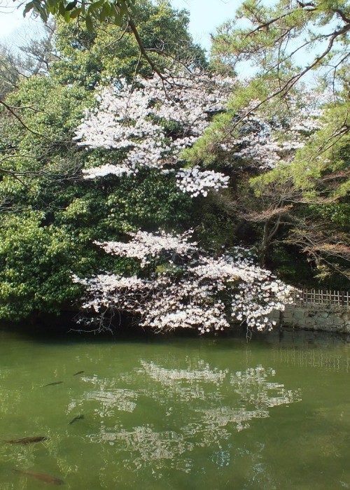 Cherry Blossoms in Ritsurin Garden - 2015 - 13