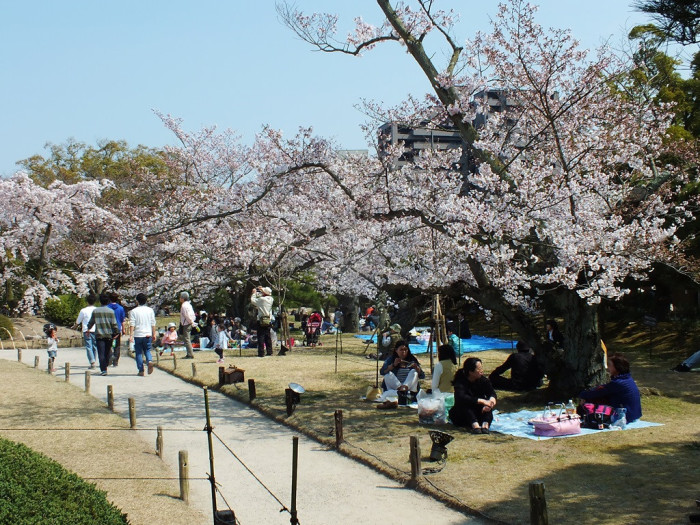 Cherry Blossoms in Ritsurin Garden - 2015 - 2