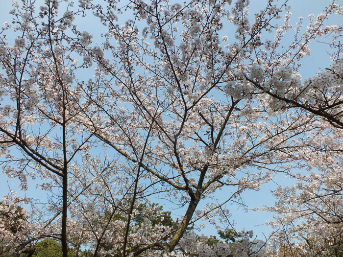 Cherry Blossoms in Ritsurin Garden - 2015 - 7