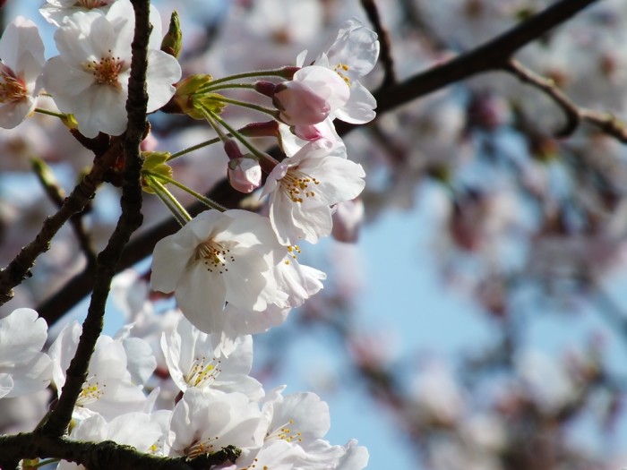 Cherry Blossoms in Ritsurin Garden - 2015 - 8