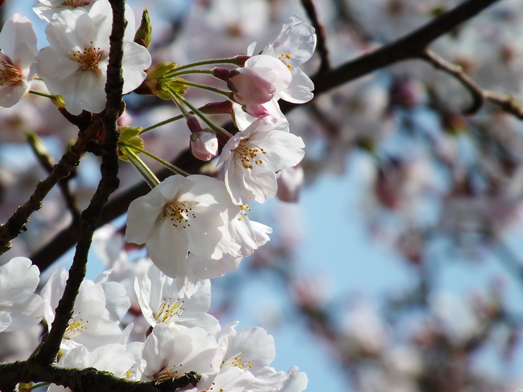 Cherry Blossoms in Ritsurin Garden 2015 8