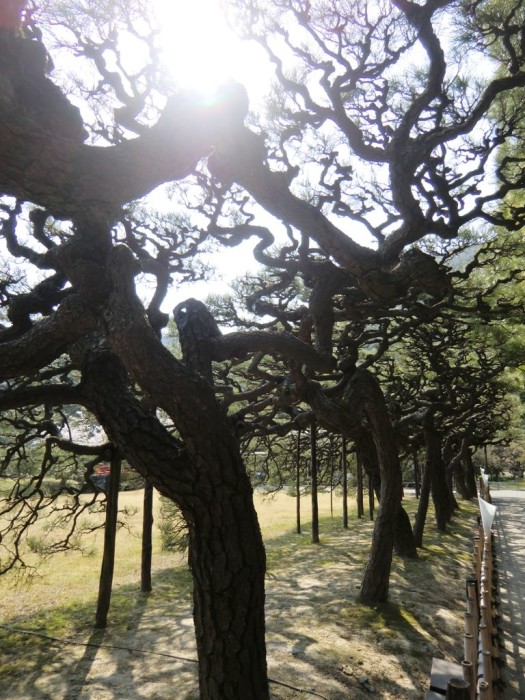 Pines in Ritsurin Garden