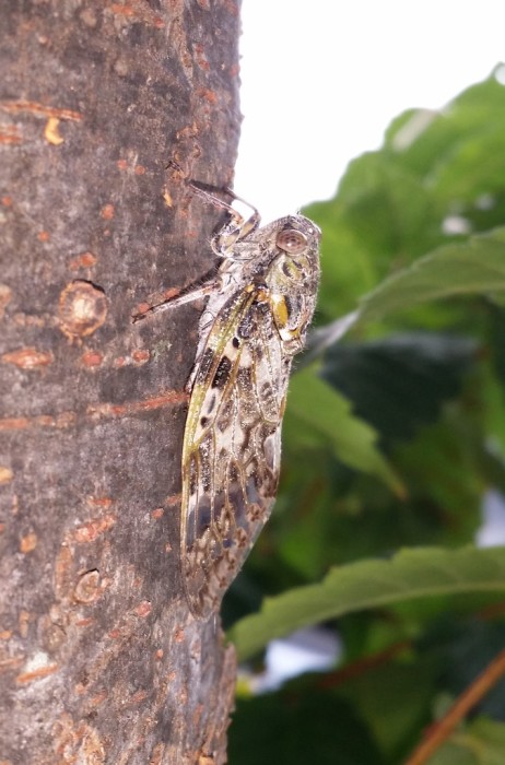 Cicada newborn July 2015