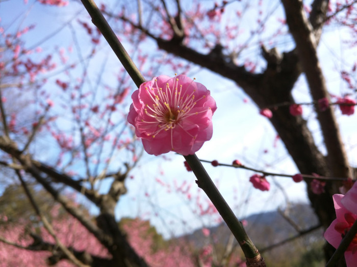 Spring is coming - Shikoku Mura - Plum Trees - 5