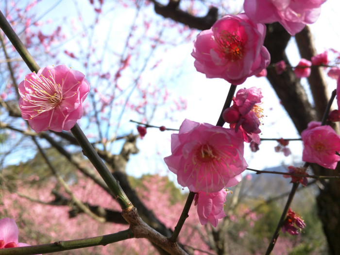 Spring is coming - Shikoku Mura - Plum Trees - 6