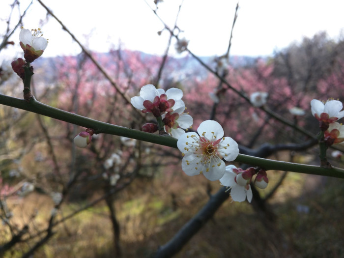 Spring is coming - Shikoku Mura - Plum Trees - 7