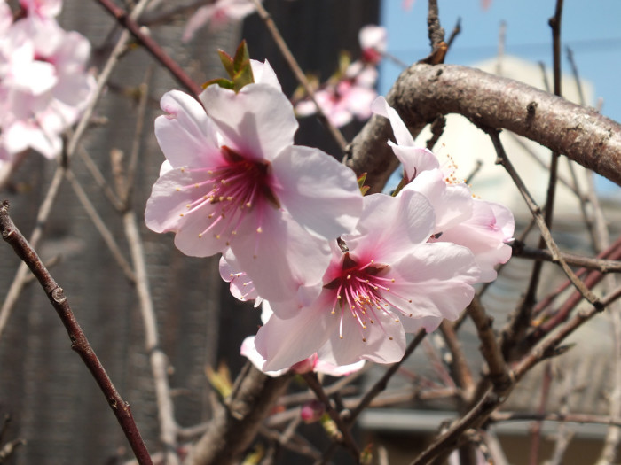 22 - Plum blossoms