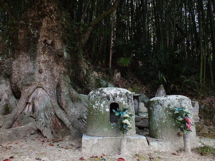 20 - Camphor Tree on Teshima
