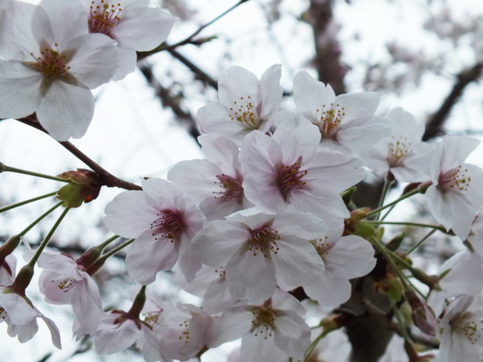 13 - Cherry Blossoms on Naoshima