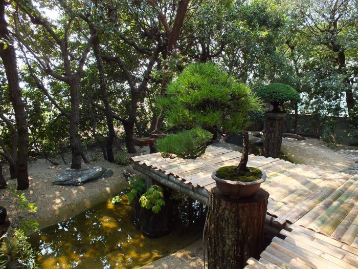 feel-feel-bonsai-in-summer-10