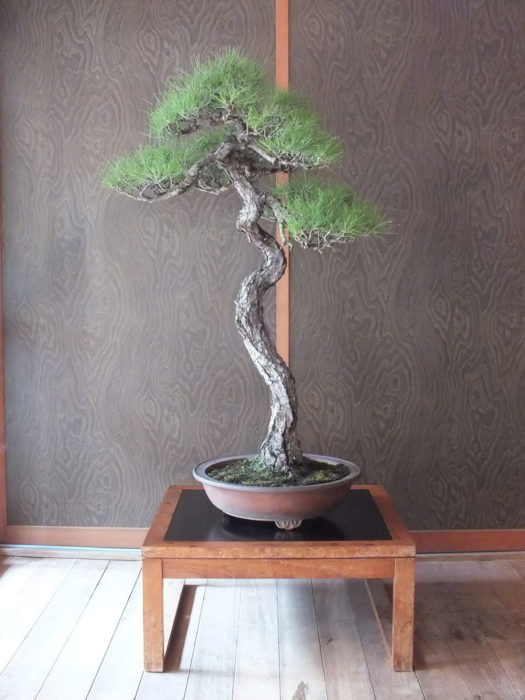 feel-feel-bonsai-in-summer-11