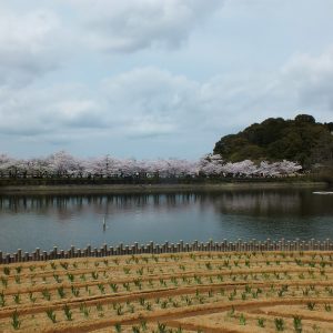 Cherry Blossoms at Kikaku Park 2017 1