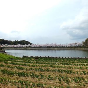 Cherry Blossoms at Kikaku Park 2017 10