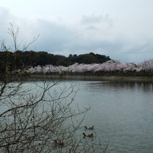 Cherry Blossoms at Kikaku Park 2017 11
