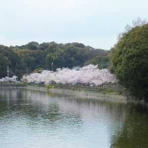 Cherry Blossoms at Kikaku Park 2017 13