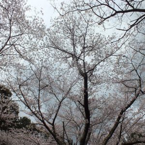 Cherry Blossoms at Kikaku Park 2017 14