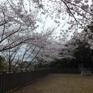 Cherry Blossoms at Kikaku Park 2017 16