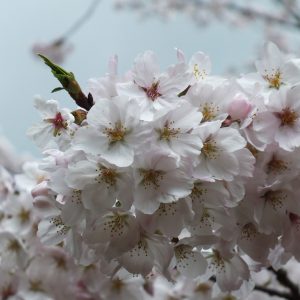 Cherry Blossoms at Kikaku Park 2017 18