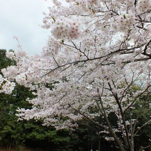 Cherry Blossoms at Kikaku Park 2017 19