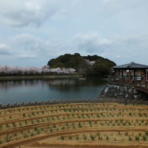 Cherry Blossoms at Kikaku Park 2017 2