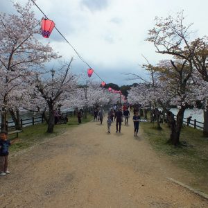 Cherry Blossoms at Kikaku Park 2017 22