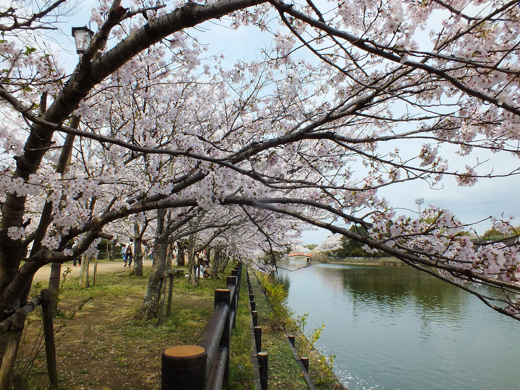 Cherry Blossoms at Kikaku Park 2017 24