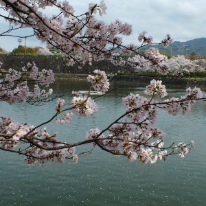Cherry Blossoms at Kikaku Park 2017 25