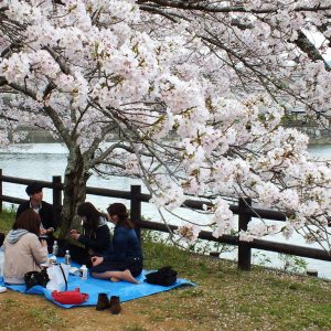 Cherry Blossoms at Kikaku Park 2017 26