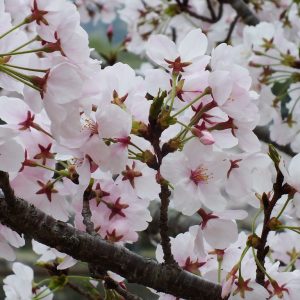 Cherry Blossoms at Kikaku Park 2017 27