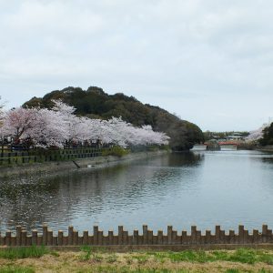Cherry Blossoms at Kikaku Park 2017 28