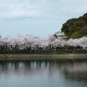 Cherry Blossoms at Kikaku Park 2017 3