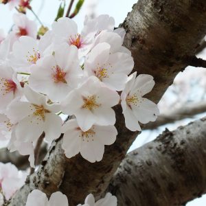 Cherry Blossoms at Kikaku Park 2017 4