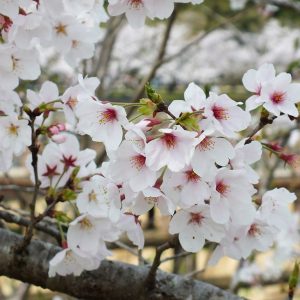 Cherry Blossoms at Kikaku Park 2017 5